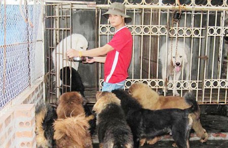 Anh Hoàng đang sở hữu một trang trại chó ngao Tạng tại Đông Triều, Quảng Ninh. Ảnh: nhân vật cung cấp.